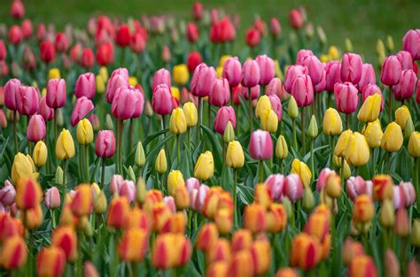 tulip gardens