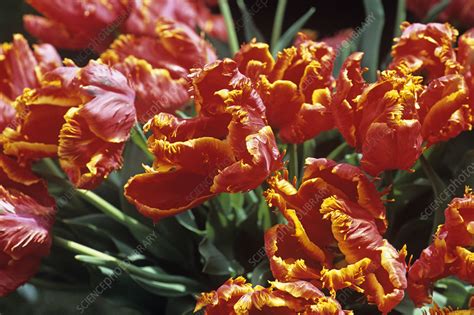 tulipa glasnost