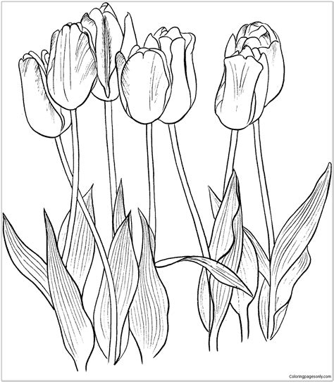 tulips coloring pictures