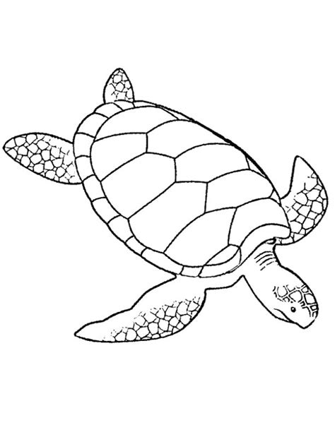 turtle pictures to color