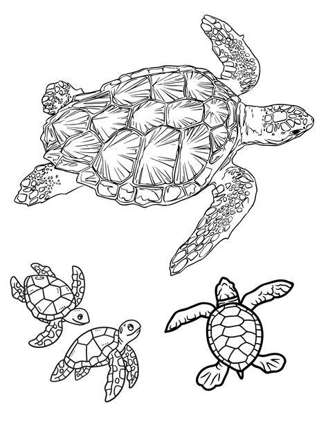 turtle pictures to color