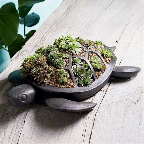 turtle succulent planter