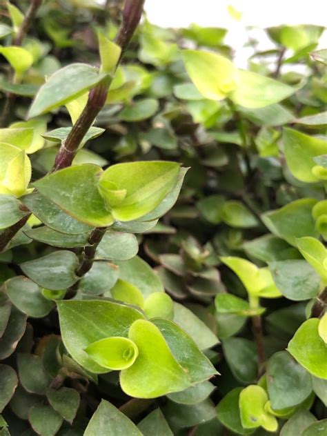 turtle vines