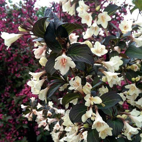 tuxedo weigela