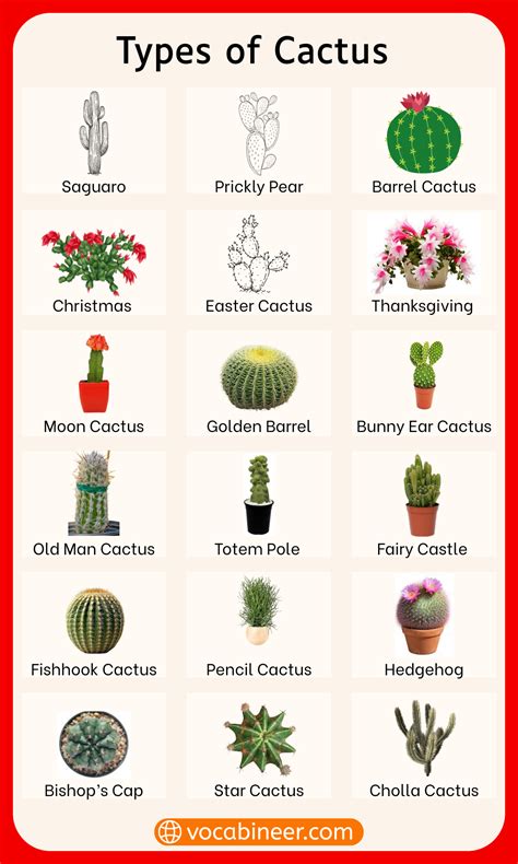 types and names of cactus