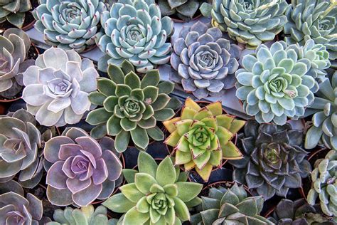 types echeveria