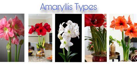 types of amaryllis