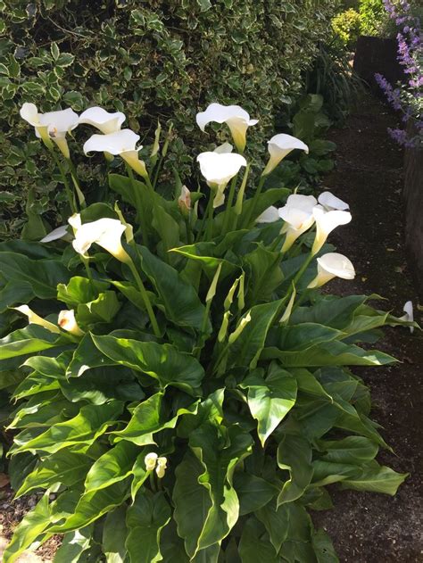 types of arum lily