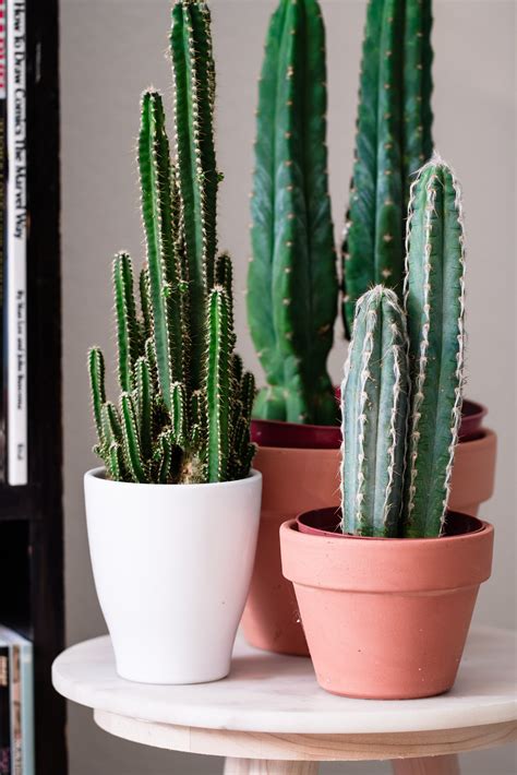 types of cactus house plants