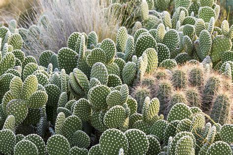 types of cactus to grow at home