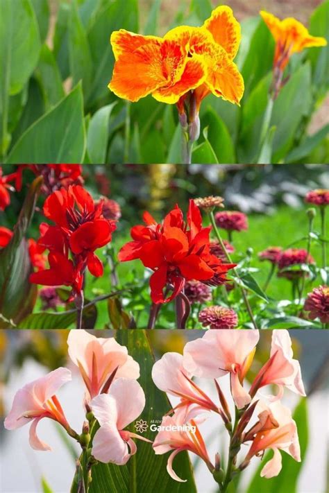 types of canna lilies