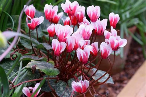 types of cyclamen plants