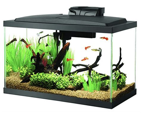 types of fish for a 10-gallon tank