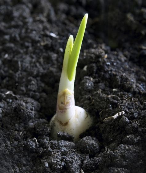 types of garlic propagation