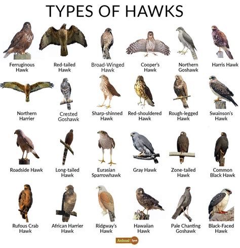 types of hawks in atlanta