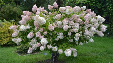 types of hydrangeas tree