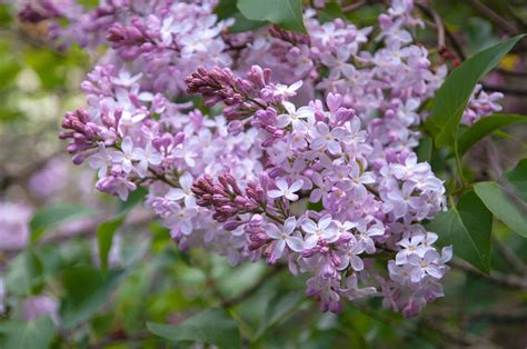 types of lilac bushes