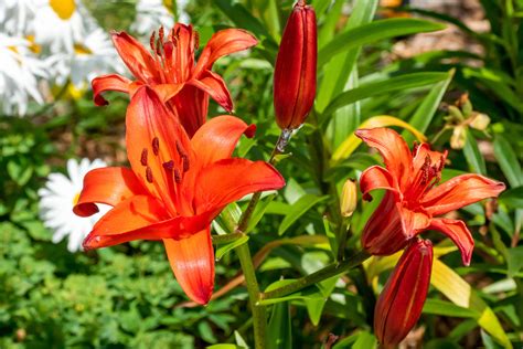 types of lilies orange