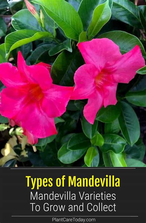 types of mandevilla