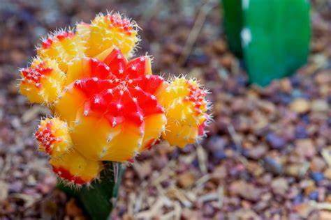 types of moon cactus