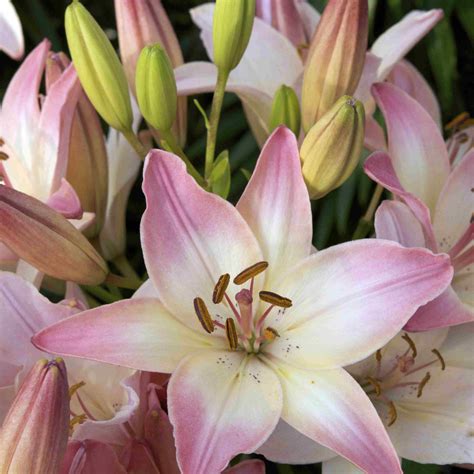 types of outdoor lilies