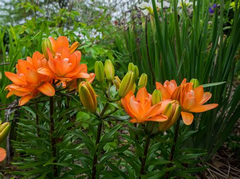 types of outdoor lilies