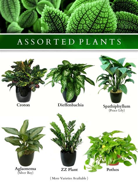 types of outdoor plants