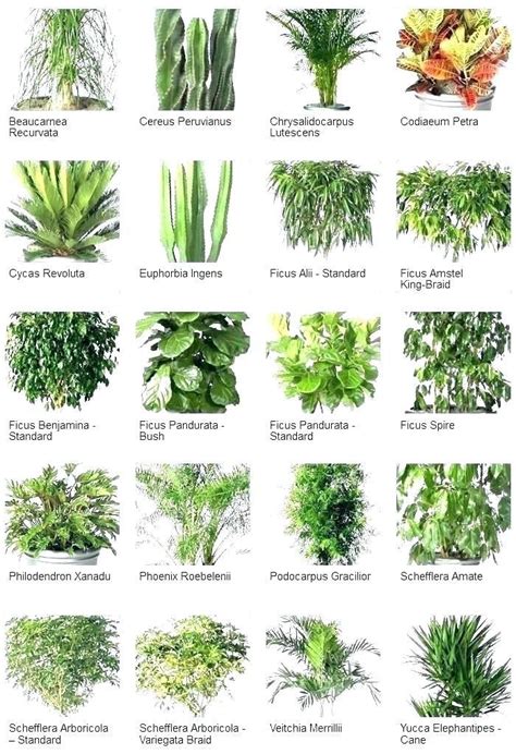 types of outdoor plants