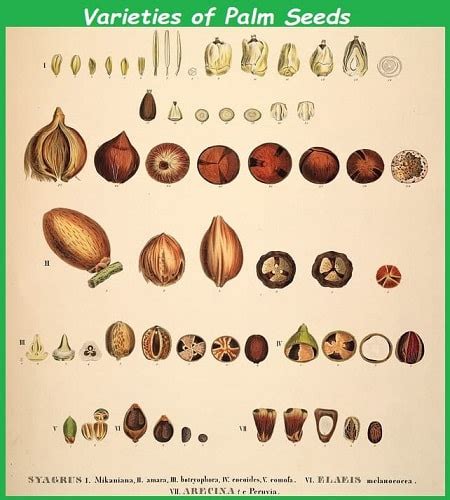 types of palm tree seeds