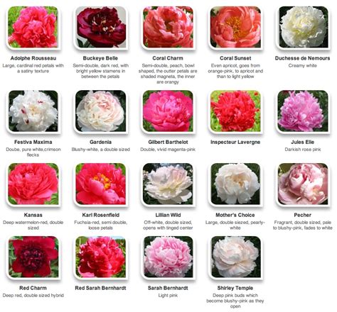 types of pink peonies