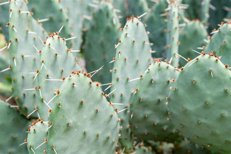 types of prickly pear cactus