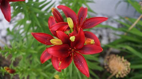 types of red lilies