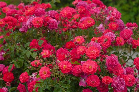 types of rose bushes