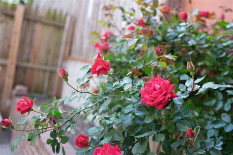 types of rose bushes