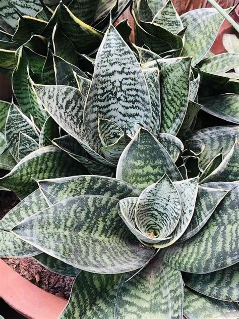 types of sansevierias
