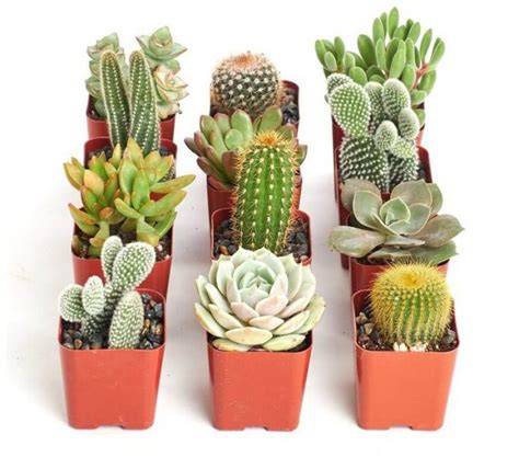 types of small house cactus