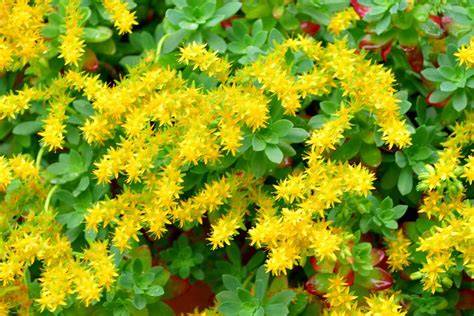 types of stonecrop sedum