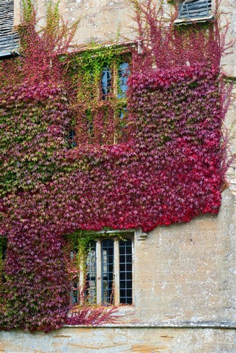 types of vines that grow on houses