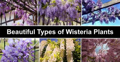 types of wisteria