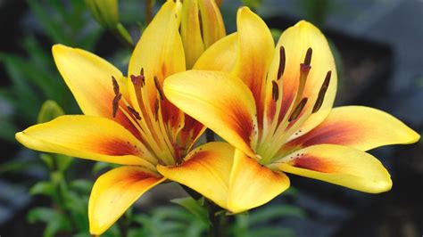 types of yellow lilies