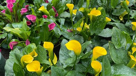 types of zantedeschia