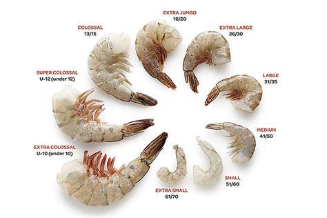 u 10 shrimp