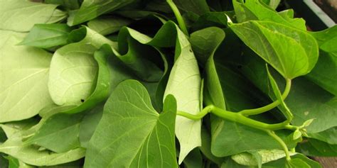 daun ubi jalar untuk dimakan mentah atau direbus
