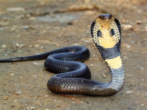 darah ular kobra aman dan mudah digunakan