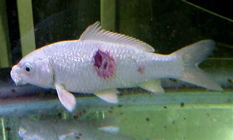 Ulcer disease in fish
