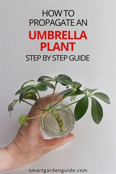 Umbrella Plant Propagation Steps