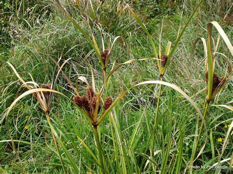 umbrella sedge information