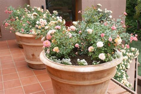 underplanting roses in pots