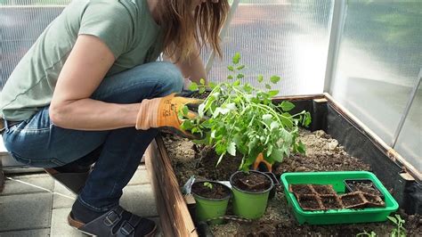 underplanting tomatoes