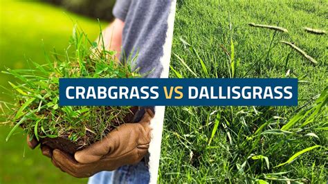 Understanding Crabgrass
